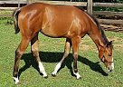 Filly - Mare in Locust Grove, GA Filly - Mare in Locust Grove, GA