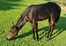 Filly - Mare in Locust Grove, GA Filly - Mare in Locust Grove, GA