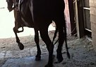 Dancing Horse For Sale Andalusian Stallion