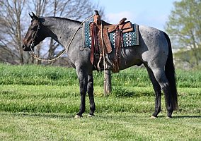 Quarter Horse (Quarter Horse, Gelding) in Carnegie, PA