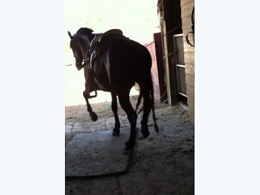 Dancing Horse For Sale