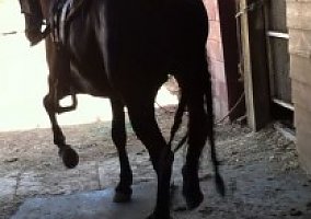 Andalusian / PRE (Andalusian / PRE, Stallion) in Santa Paula, CA