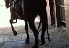  - Stallion in Santa Paula, CA