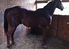 Quarter Horse - Horse for Sale in Dallas, TX 75149