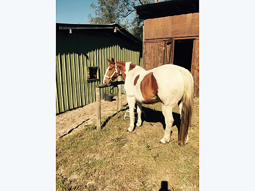 Gaited Mare