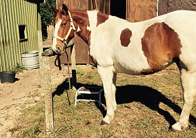 Paint (Paint, Mare) in Lake Helen, FL