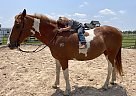 Paint - Horse for Sale in Mead, OK 73449