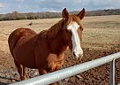 Quarter Horse - Horse for Sale in Jefferson, GA 30022-71