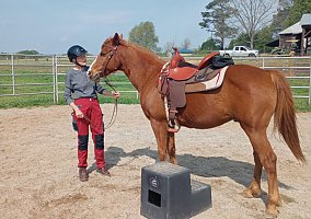 Quarter Horse (Quarter Horse, Gelding) in Jefferson, GA