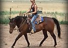 Handsome, Well Built & Athletic ... Quarter Horse Gelding