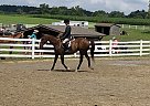 Hunter, Jumper, fox Hunter, Cros... Charlie's Darlin
