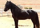 Llancloudy Buccaneer - Stallion in Temecula, CA