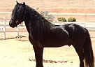 Llancloudy Buccaneer - Stallion in Temecula, CA Llancloudy Buccaneer - Stallion in Temecula, CA