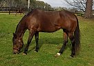 Invy - Mare in Locust Grove, GA Invy - Mare in Locust Grove, GA