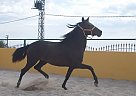 Andalusian - Horse for Sale in Elx/elche, Alicante, 03294 Andalusian - Horse for Sale in Elx/elche, Alicante, 03294