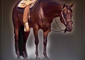 Quarter Horse (Quarter Horse, Mare) in Beebe, AR