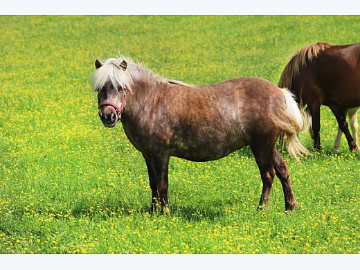 Possibly Bred Miniature Horse