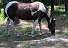 Paint - Horse for Sale in Onalsaska, TX 77360 Paint - Horse for Sale in Onalsaska, TX 77360