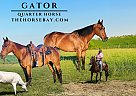 Quarter Horse - Horse for Sale in Hodgenville, KY 42748 Quarter Horse - Horse for Sale in Hodgenville, KY 42748