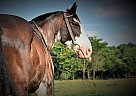 Drum - Horse for Sale in Branson, MO 65759