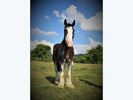 Short & Stout Drum Gelding