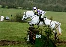 Connemara Pony Mare for Sale in Dublin, Ireland Connemara Pony Mare for Sale in Dublin, Ireland