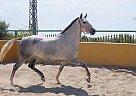 Andalusian - Horse for Sale in Elx/elche, Alicante, 03294 Andalusian - Horse for Sale in Elx/elche, Alicante, 03294