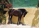 Andalusian - Horse for Sale in Elx/elche, Alicante, 03294 Andalusian - Horse for Sale in Elx/elche, Alicante, 03294