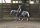 Pony of the Americas - Horse for Sale in Sterling, OH 44276