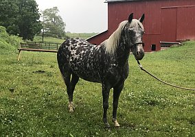Pony of the Americas (Pony of the Americas, Mare) in Sterling, OH