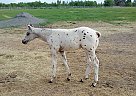 Appaloosa - Horse for Sale in Hill City, MN 55748