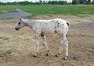 Appaloosa - Horse for Sale in Hill City, MN 55748 Appaloosa - Horse for Sale in Hill City, MN 55748