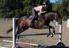 16H Hunter Mare for Sale Paint Mare