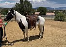 Paint - Horse for Sale in Ruidoso, NM 88355