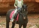 Beautiful Black Pony Pony Mare