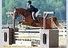 Amazing Boy Oldenburg Gelding