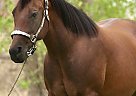 Quarter Horse - Horse for Sale in Riverside, CA 92570 Quarter Horse - Horse for Sale in Riverside, CA 92570