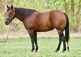 Quarter Horse (Quarter Horse, Mare) in Riverside, CA