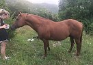 Quarter Horse - Horse for Sale in Mendota, VA 24270