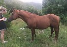 Quarter Horse - Horse for Sale in Mendota, VA 24270 Quarter Horse - Horse for Sale in Mendota, VA 24270