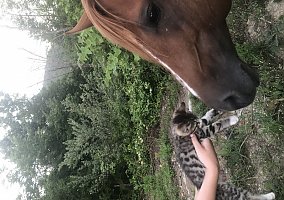 Quarter Horse (Quarter Horse, Stallion) in Mendota, VA