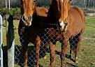 Beautiful Gelding and Mare Stetsons Cool Kid & Zippos Sonny