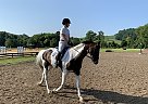 Call Me Cricket - Mare in Catlett, VA Call Me Cricket - Mare in Catlett, VA
