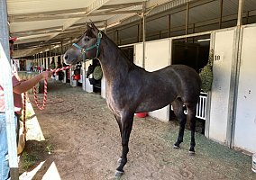 Quarter Horse (Quarter Horse, Gelding) in Ruidoso Downs, NM