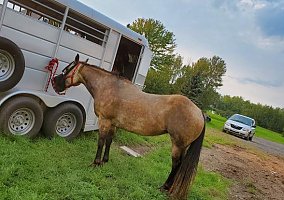 Quarter Horse (Quarter Horse, Mare) in Superior, WI