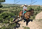 Cabarello - Gelding in Winterset, IA Cabarello - Gelding in Winterset, IA