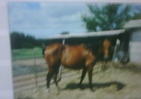 Paint (Paint, Stallion) in Cyril, OK