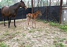 Arabian - Horse for Sale in Crosby, TX Arabian - Horse for Sale in Crosby, TX