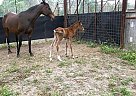 Arabian - Horse for Sale in Crosby, TX 