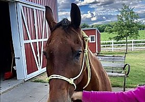 Quarter Horse (Quarter Horse, Gelding) in Bridgeportr, TX